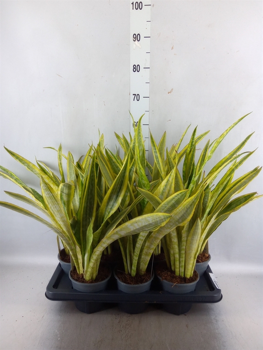 <h4>Sansevieria trifa.   ...</h4>