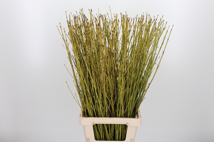 <h4>Cornus Flaviaalmea</h4>