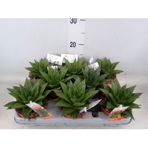Gasteria