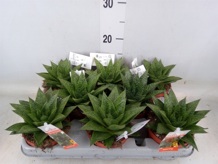 <h4>Gasteria</h4>