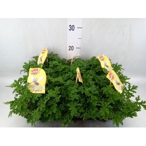 Pelargonium graveolens