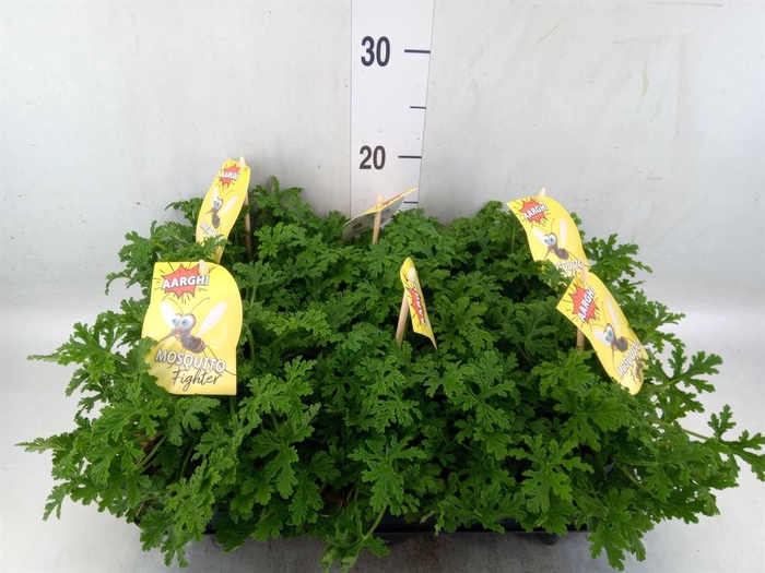 <h4>Pelargonium graveolens</h4>