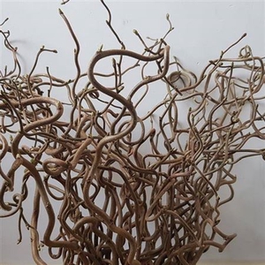 Corylus Av Contorta X 60 In Zak