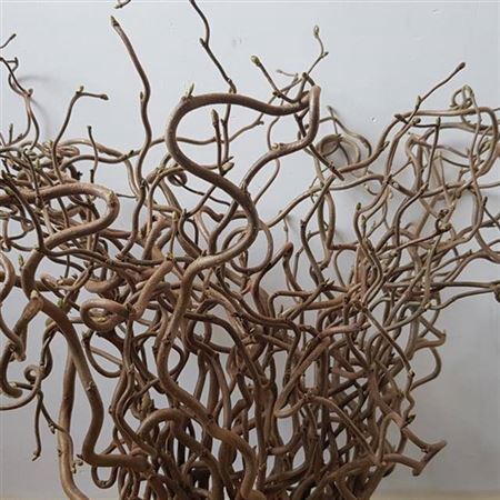 <h4>Corylus Av Contorta X 60 In Zak</h4>
