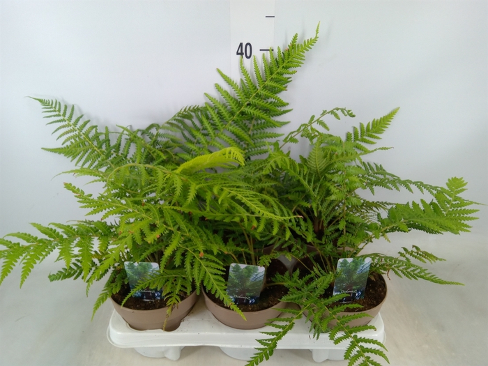 <h4>Dicksonia antarctica</h4>