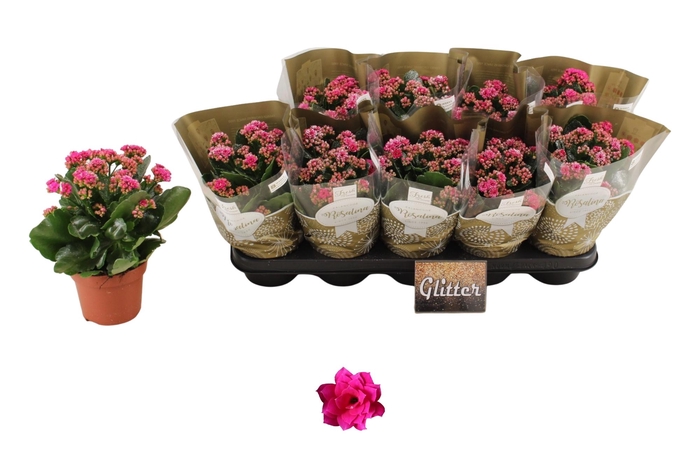 <h4>KAL GE DON VICTORIO</h4>