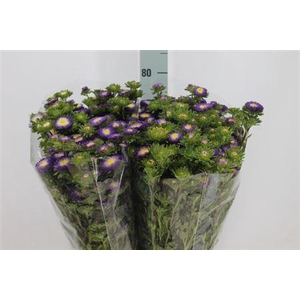 Callistephus Matsumoto Purple