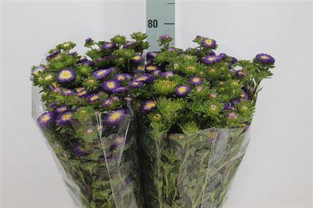 <h4>Callistephus Matsumoto Purple</h4>