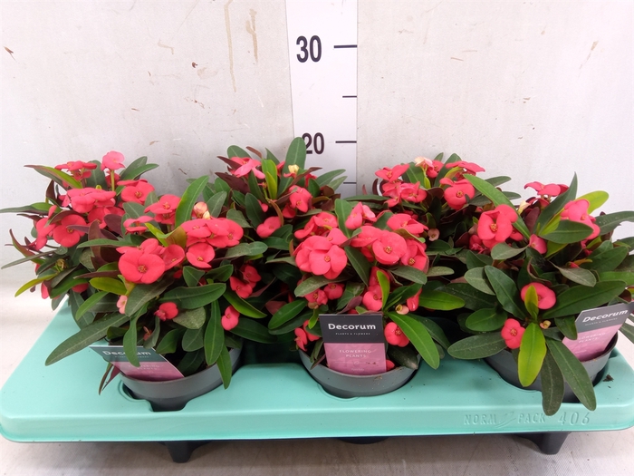 <h4>Euphorbia milii 'Maxi Olympia'</h4>