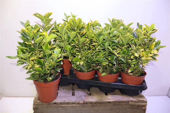 <h4>Euonymus Ja Aureus</h4>