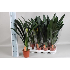 CLIVIA MI