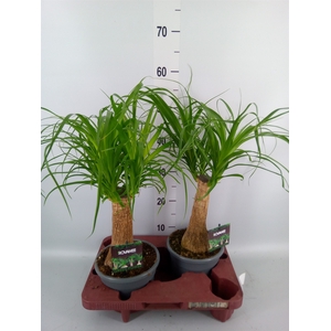 Beaucarnea recurvata