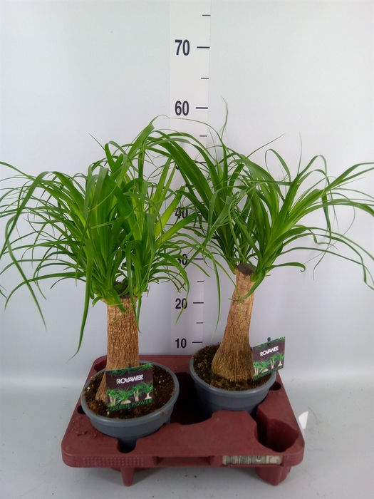 <h4>Beaucarnea recurvata</h4>