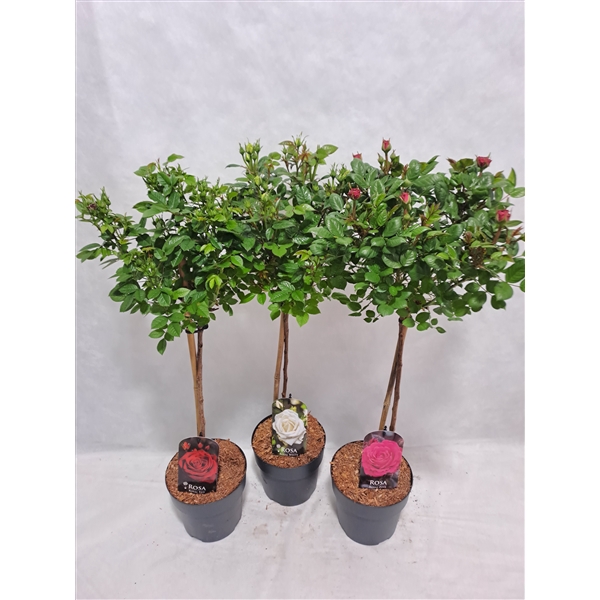 <h4>Roos op stam kleinbloemig P19 MIX 55cm</h4>