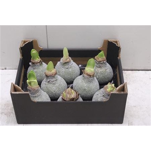 Amaryllus Bol Olijf Glitter