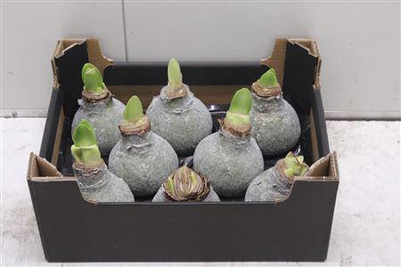 <h4>Amaryllus Bol Olijf Glitter</h4>