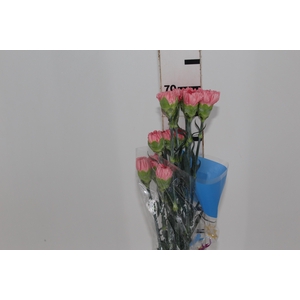 CRAVO KLEOS 060 CM