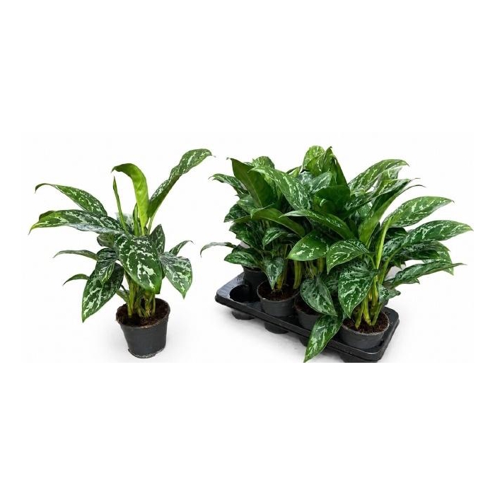 <h4>AG KL GREEN LADY</h4>