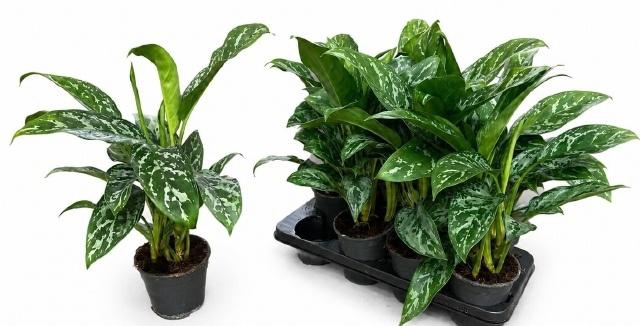 <h4>AG KL GREEN LADY</h4>