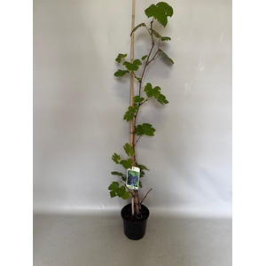 Druif, Vitis boskoop Glory 15cm