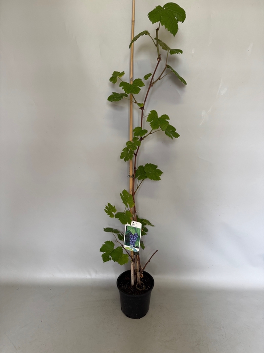 <h4>Druif, Vitis boskoop Glory 15cm</h4>