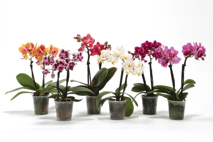 <h4>Phal Tiny Dolls Mix 2T10+ zonder Aqu@</h4>