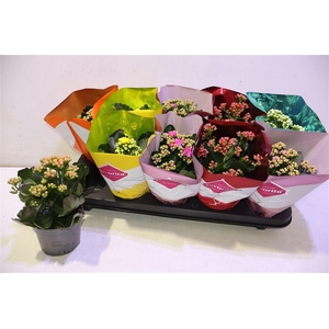 Kal Ge Perf Gem 6 Kl