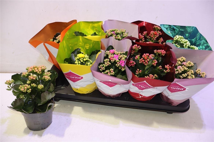 <h4>Kal Ge Perf Gem 6 Kl</h4>