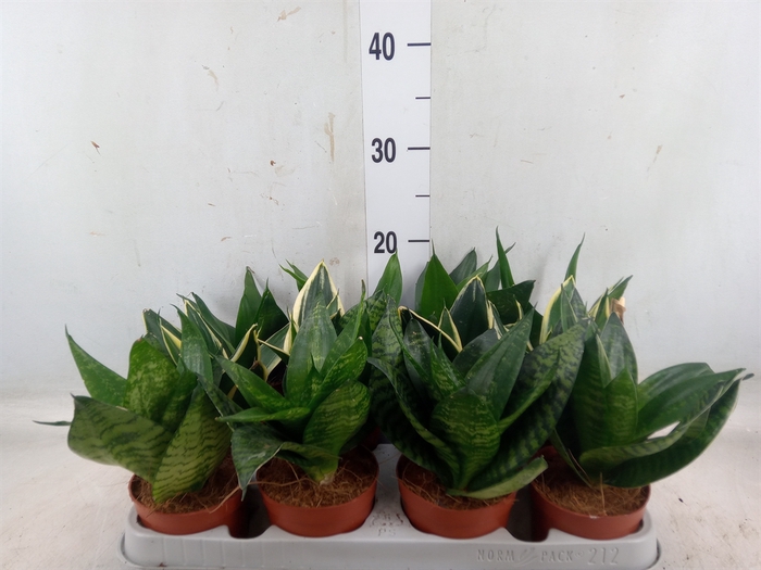 <h4>Sansevieria trifa. 'Hahnii'</h4>