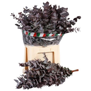 Cinerea Opgetr. Lang