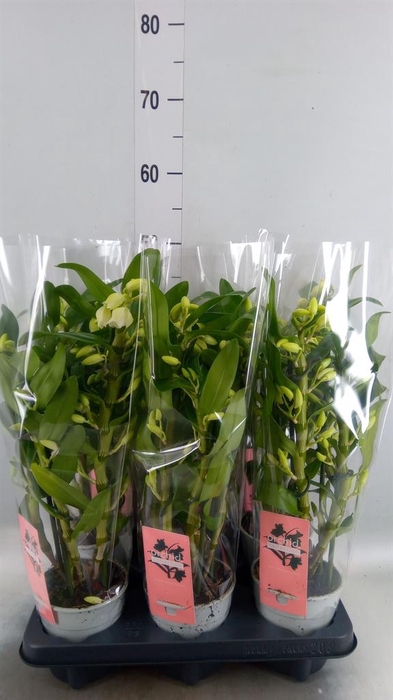 <h4>Dendrobium nob. 'StarCla Apollon'</h4>