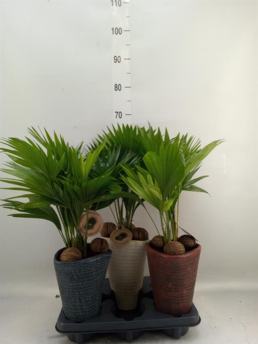 <h4>Livistona rotundifolia</h4>