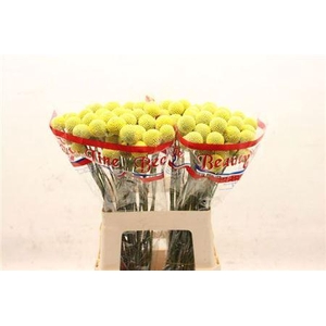 Craspedia Paintball Pop 60cm