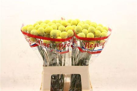 <h4>Craspedia Paintball Pop</h4>