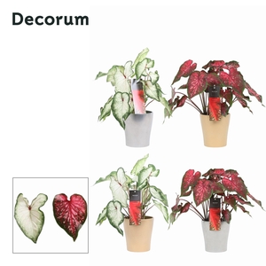 Caladium Mix in ompot Amy KERST (Decorum)