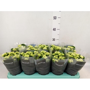 Kalanchoe blos. 'Serenity Silk'