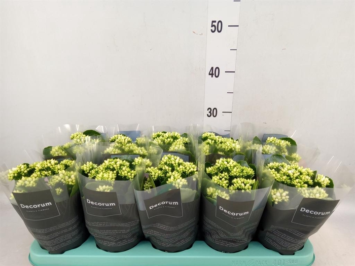 <h4>Kalanchoe blos. 'Serenity Silk'</h4>