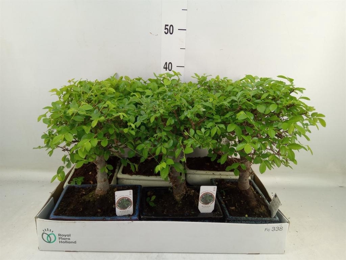 <h4>Bonsai   ...mix</h4>