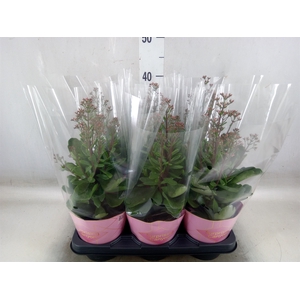 Kalanchoe  'WildFlow Surp Canyon'