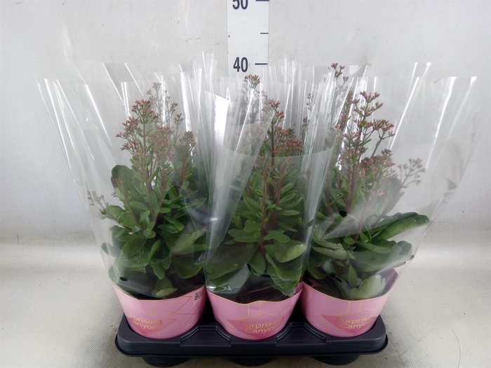 <h4>Kalanchoe  'WildFlow Surp Canyon'</h4>