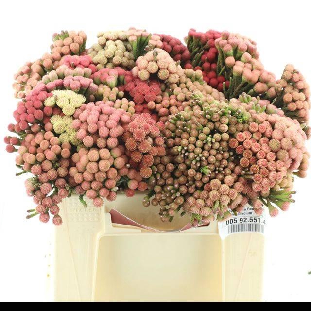 <h4>Brunia laevis (red)</h4>