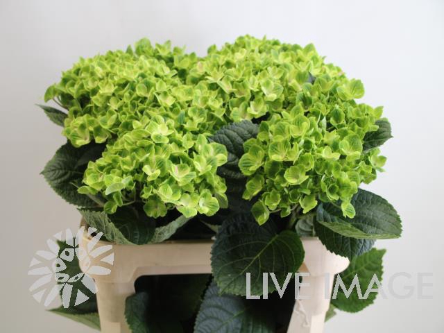 <h4>Hydrangea spring green</h4>