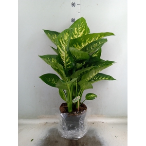 Dieffenbachia seg. 'Reeva'