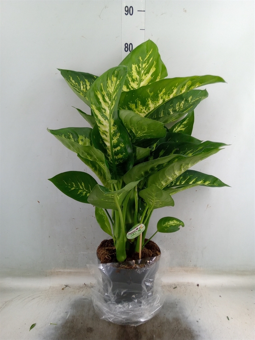 <h4>Dieffenbachia seg. 'Reeva'</h4>