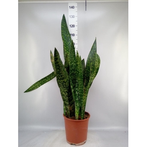 Sansevieria trifa.   ...