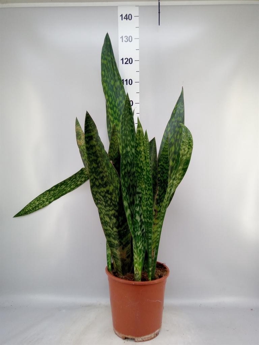<h4>Sansevieria trifa. ...</h4>