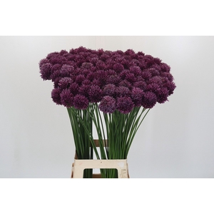 Allium Sphaerocephalon