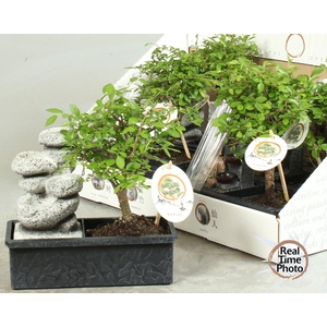 BONSAI GEM