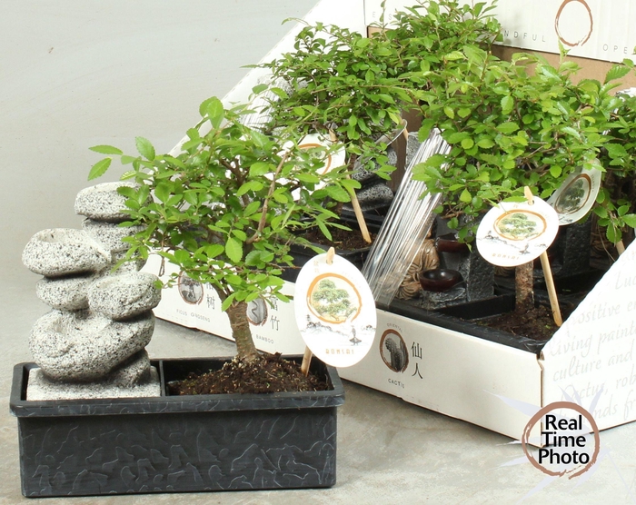 <h4>BONSAI GEM</h4>