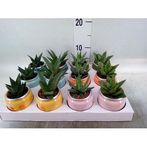 Aloe   ...mix